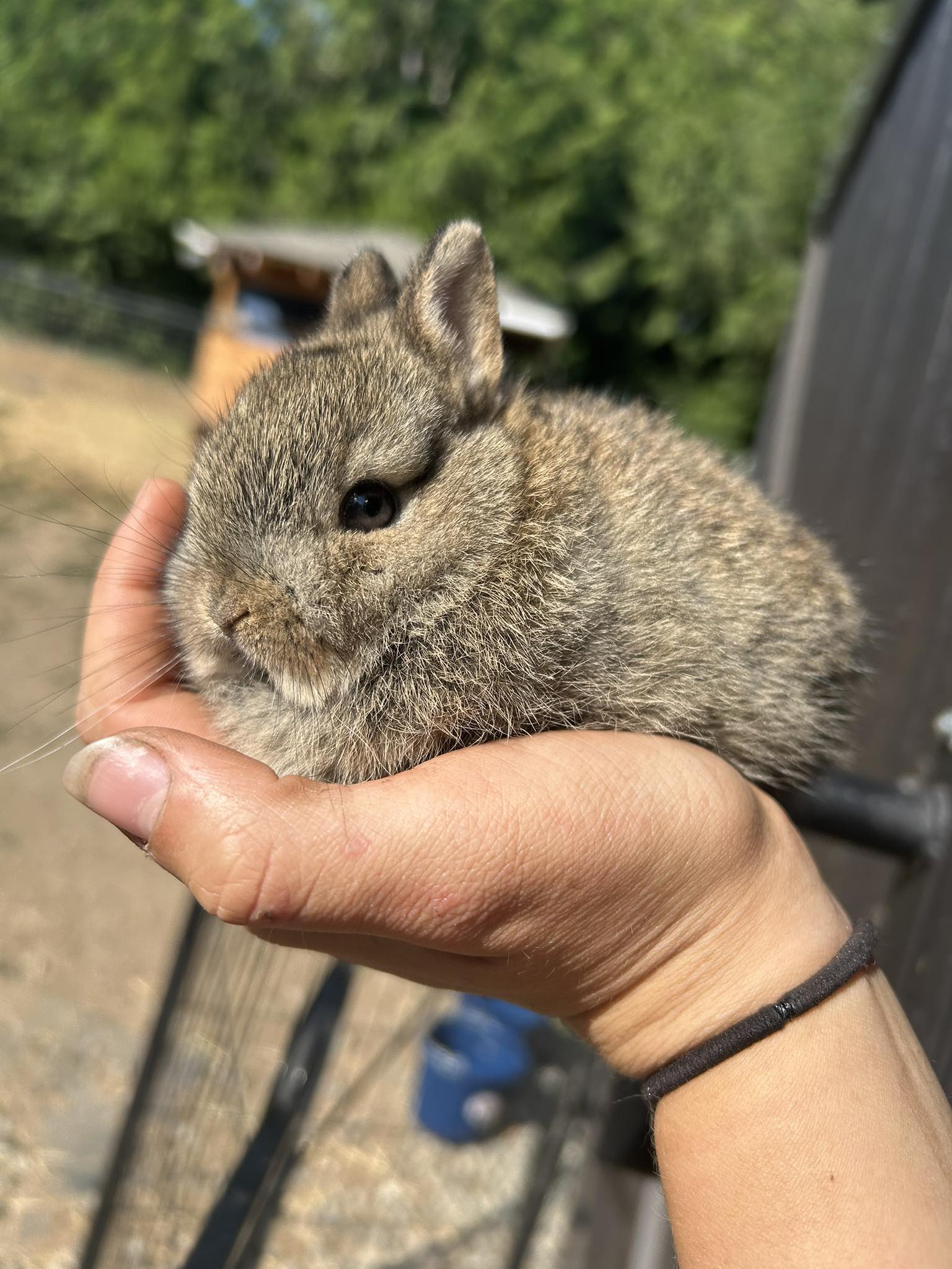 Washington State Rabbit Rehoming & Adoption | Facebook
