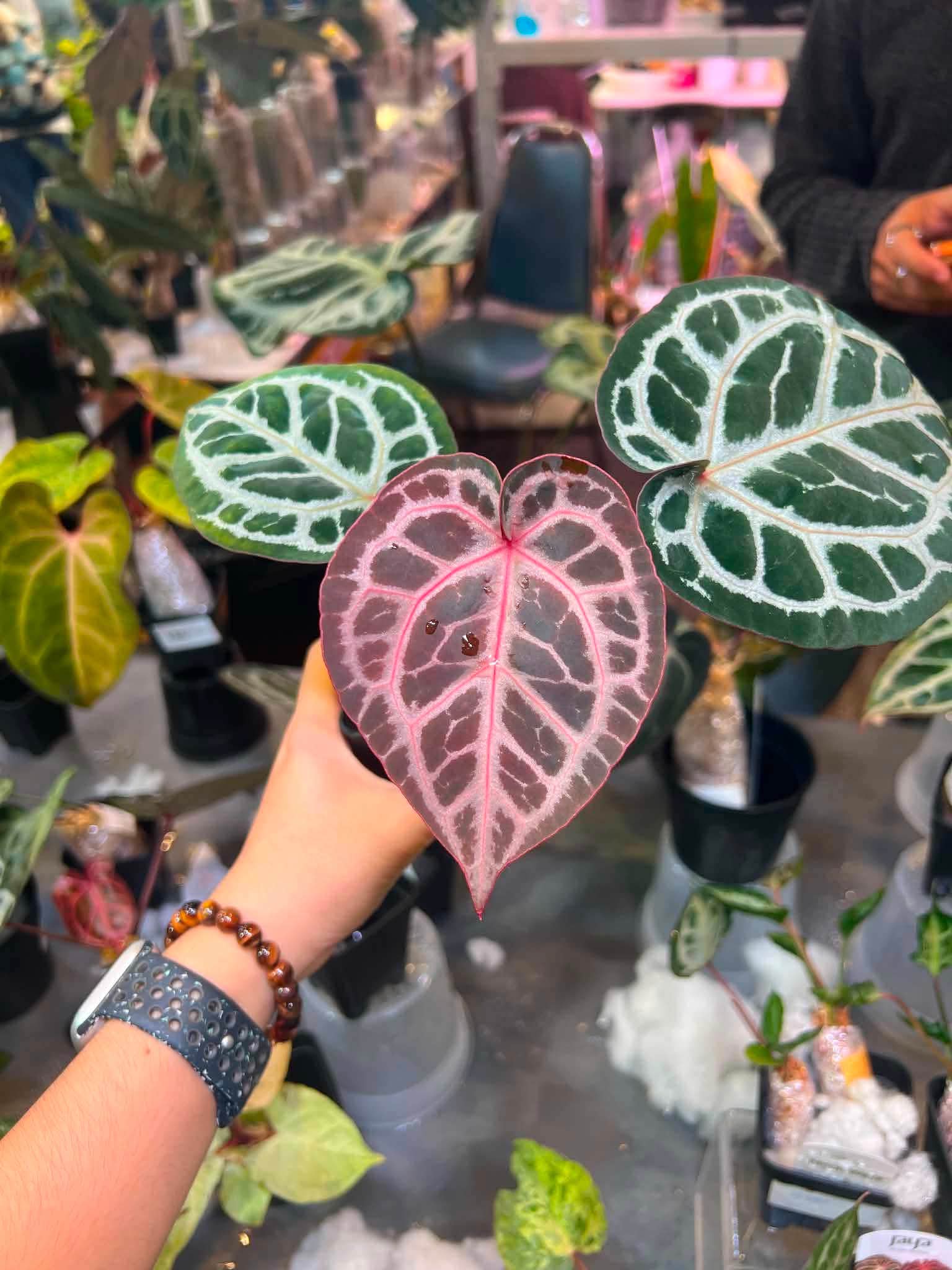 Anthurium Michelle✖️Angela Welcome 🤩 Anthurium Angela x Michelle