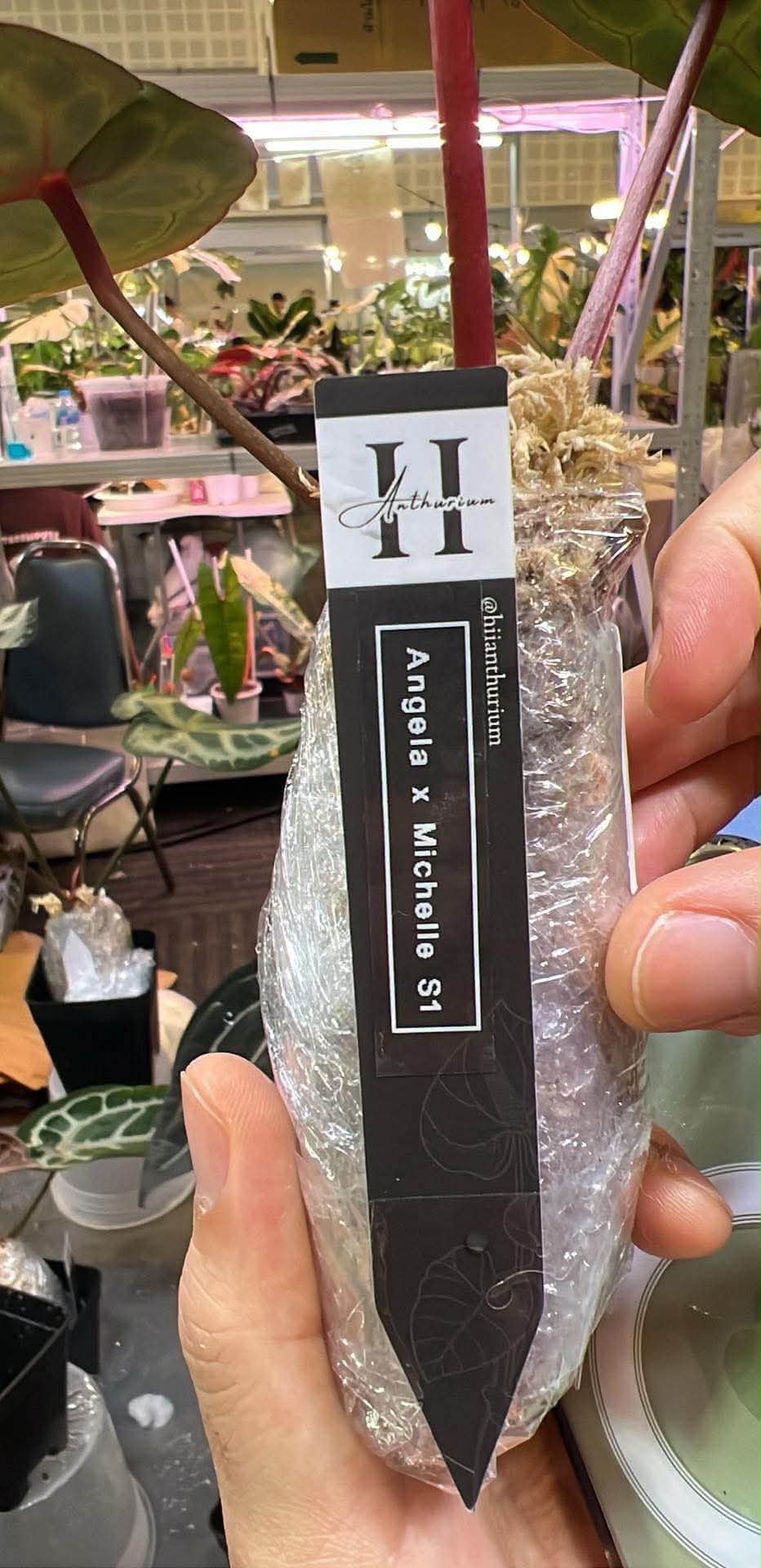 Welcome 🤩 Anthurium Angela x Michelle