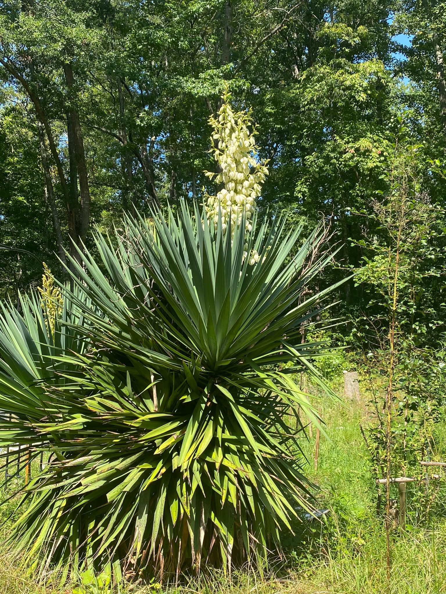 Is yucca correctly identified by my app?