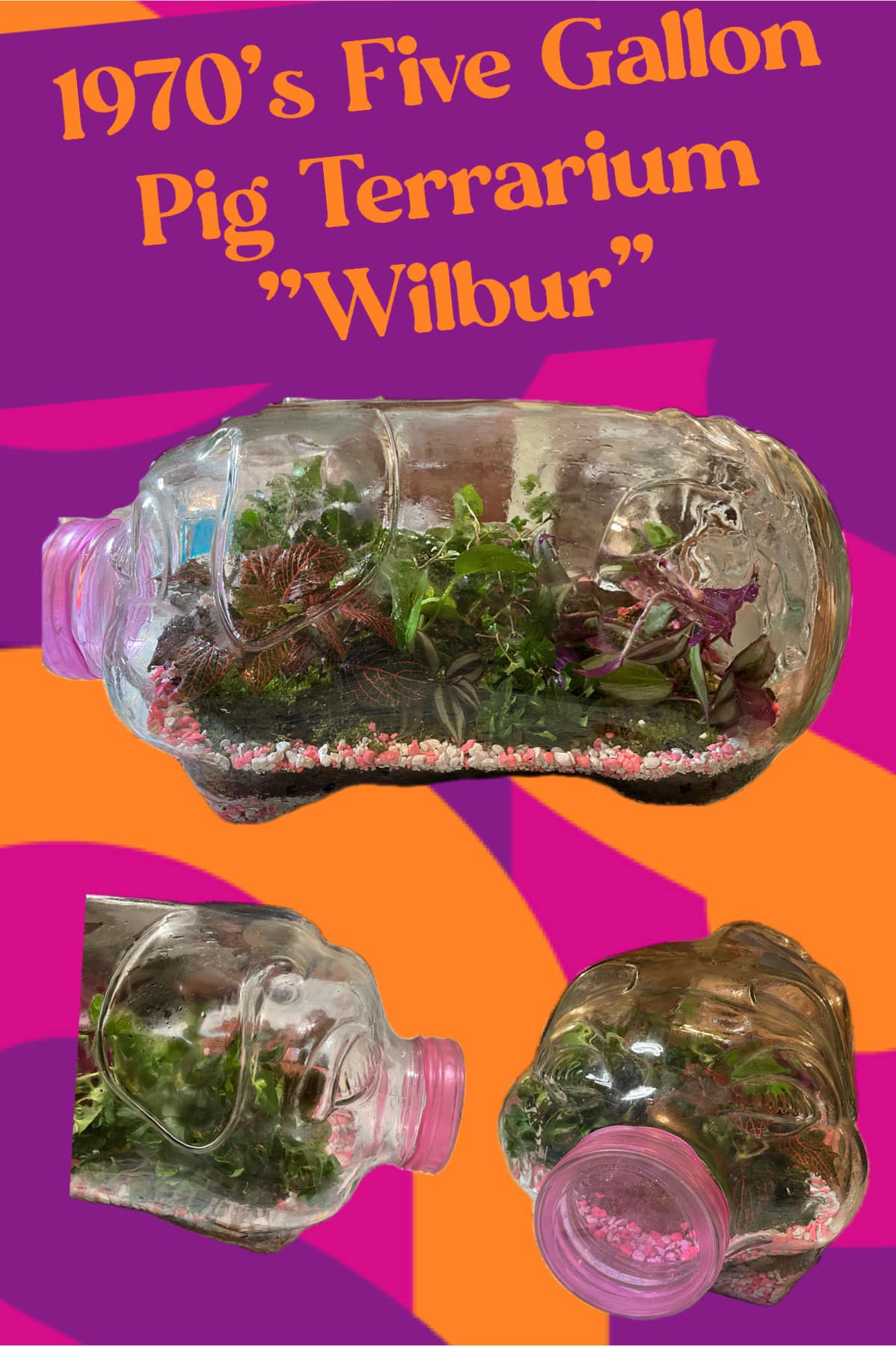 1970s Libbey Glass Piggy Bank Terrarium