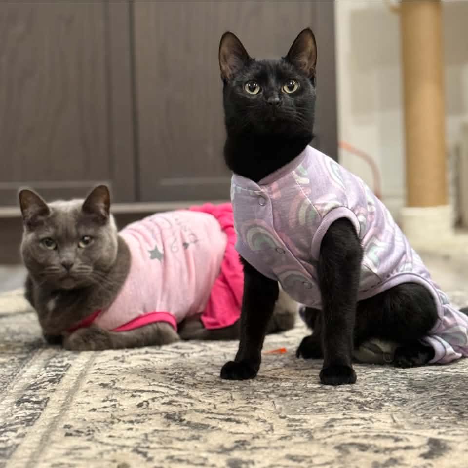 POV: your black cat is the main character for fall 🍂🐈‍⬛ She is…. Ji is ...