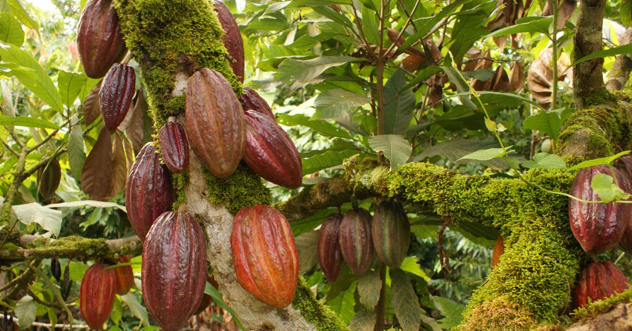 Nouk Cacao