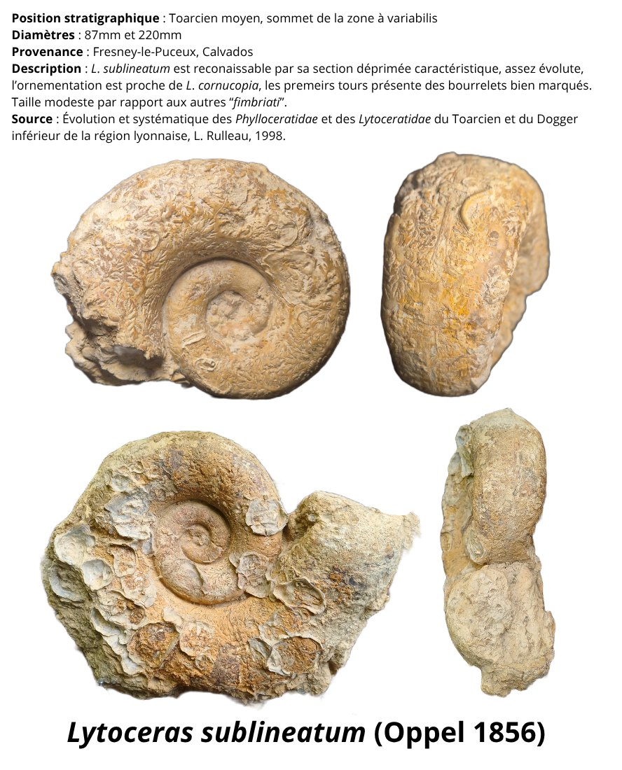 Ammonite - The Blog