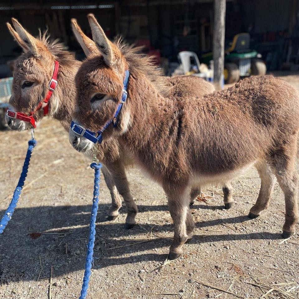 Miniature Donkeys For Adoption | Facebook