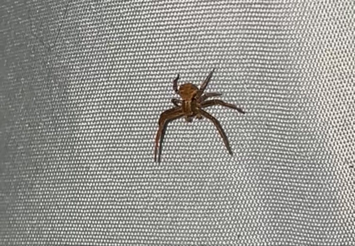 Anyone know what spider this is??