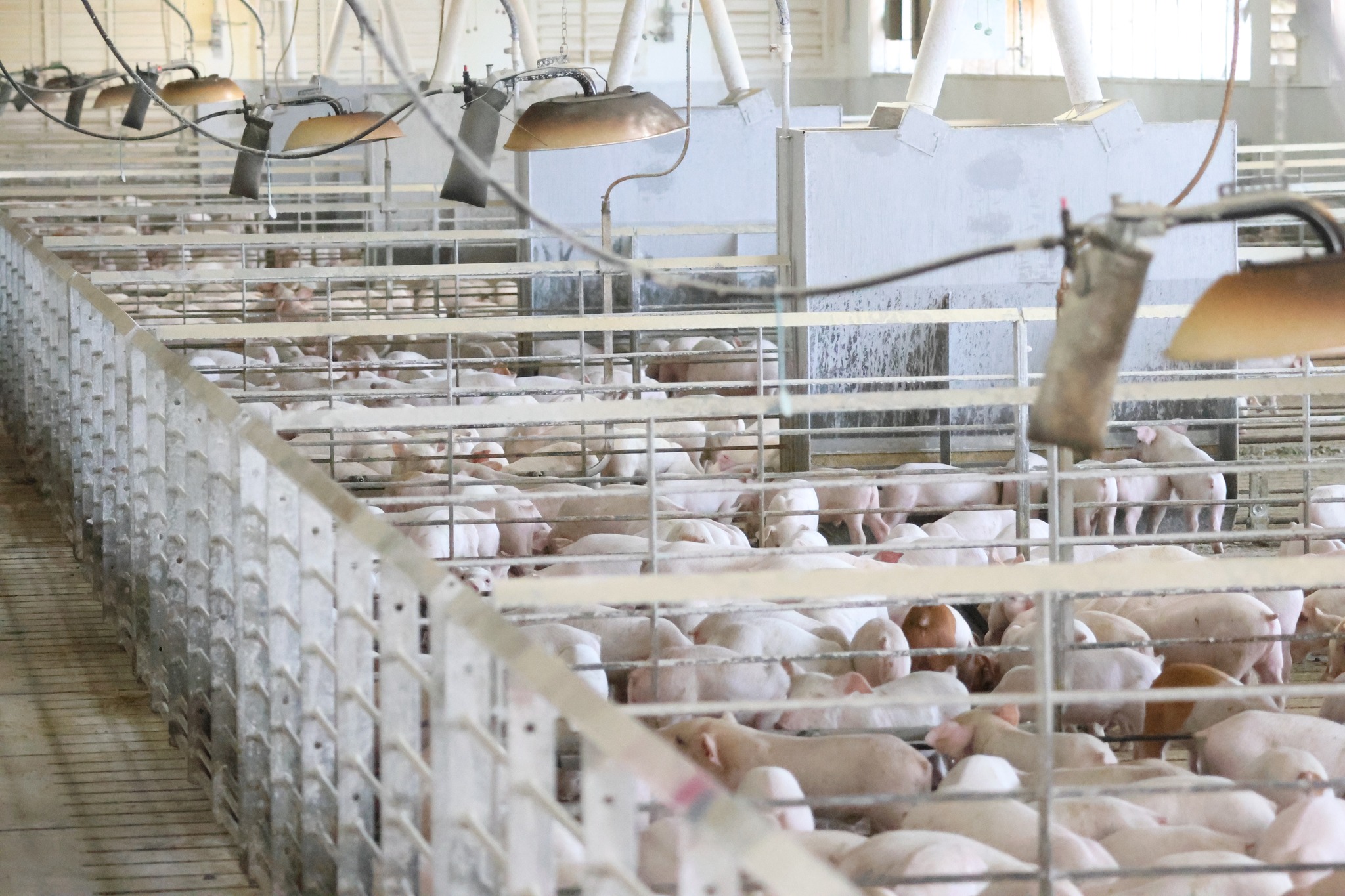 Iowa Select Farms | Iowa Falls IA
