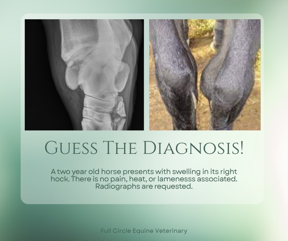 Full Circle Equine Veterinary Services | Milton ON