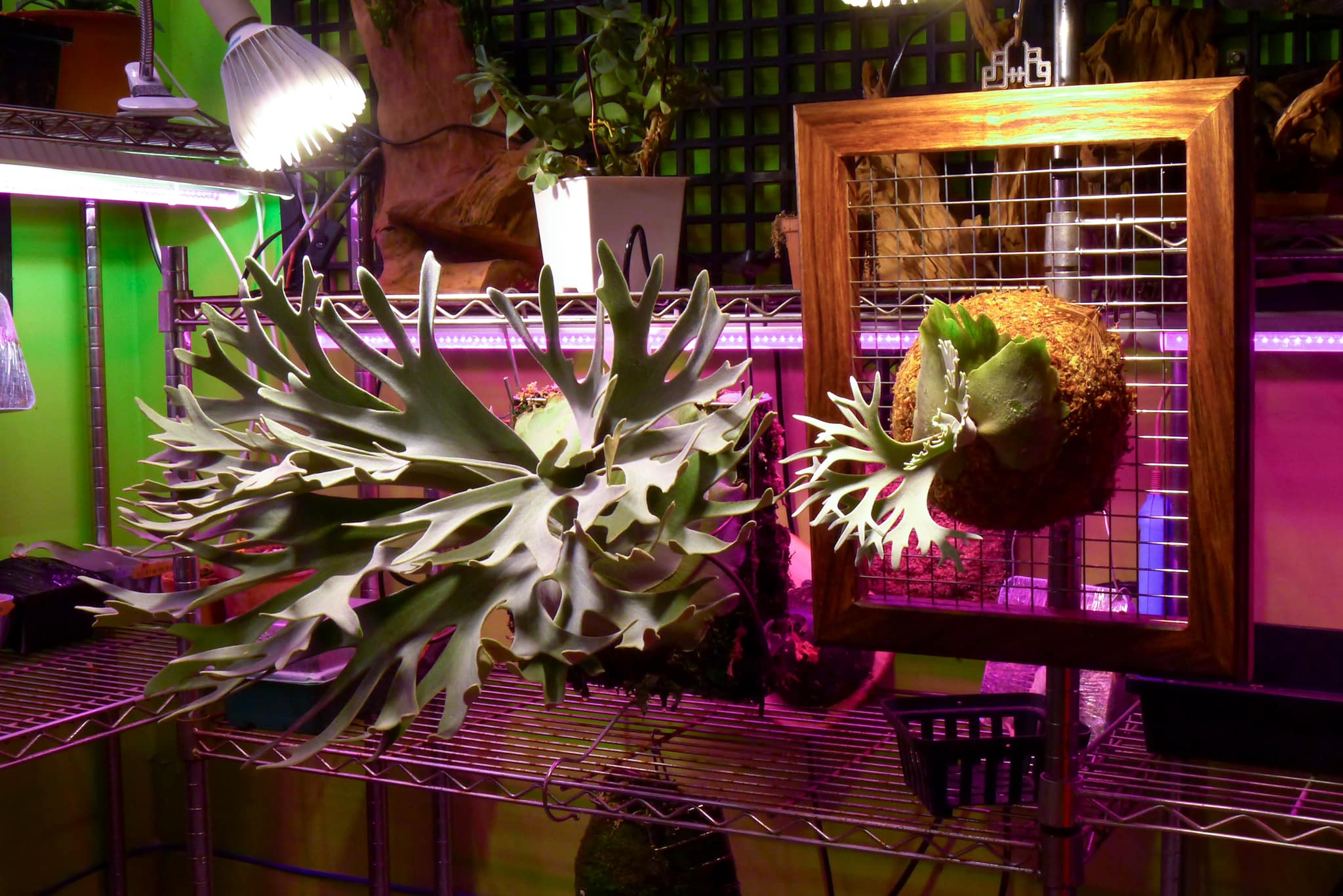 P.Willinckii Celso Tatsuta Dwarf 