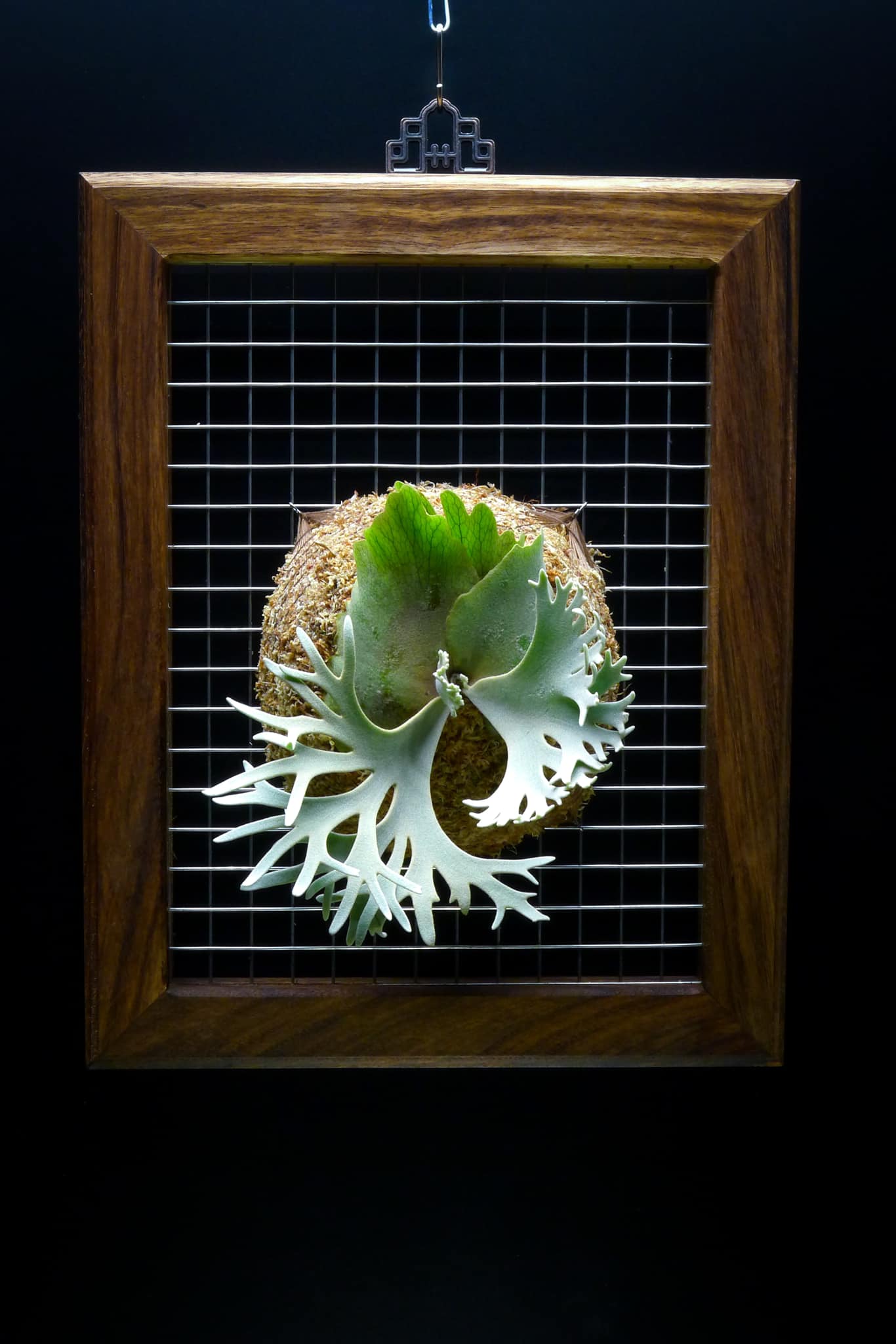 P.Willinckii Celso Tatsuta Dwarf 