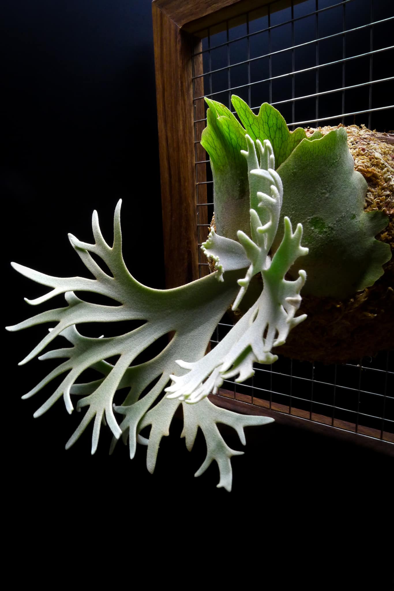 P.Willinckii Celso Tatsuta Dwarf 