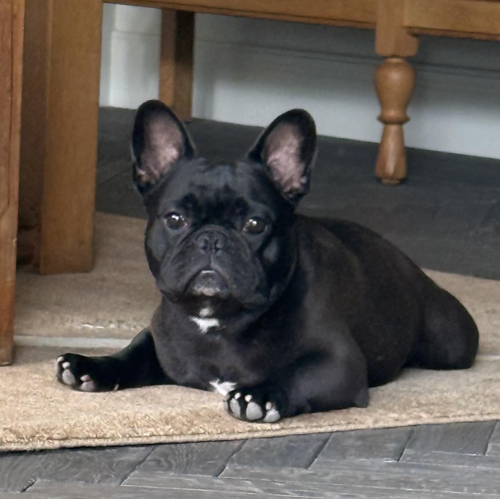 Before the agility….Mojo hangin…. #ackfrenchbulldog #frenchbulldog ...