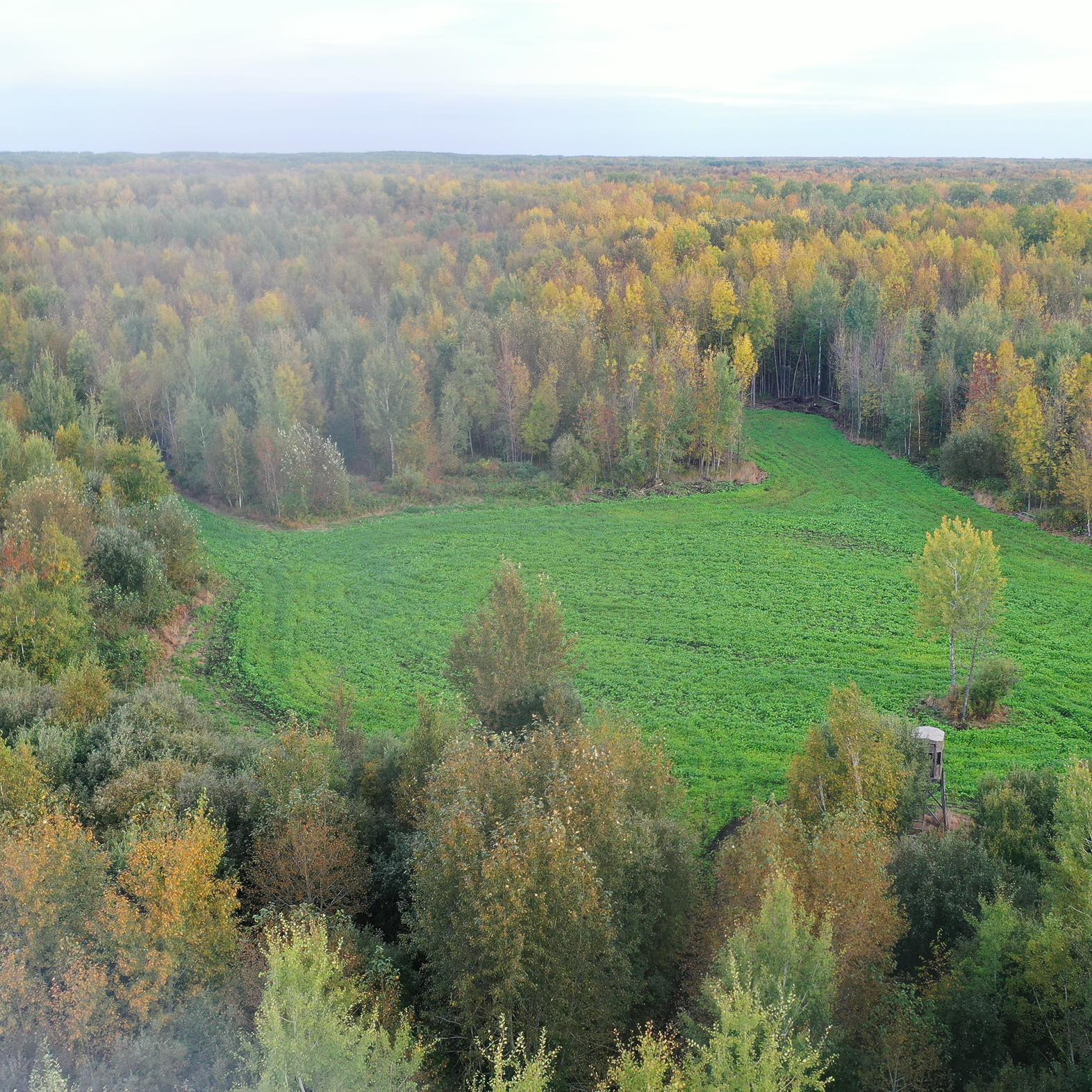 Food Plots For Whitetail | Williams,MN. Seeded Aug 17 | Facebook