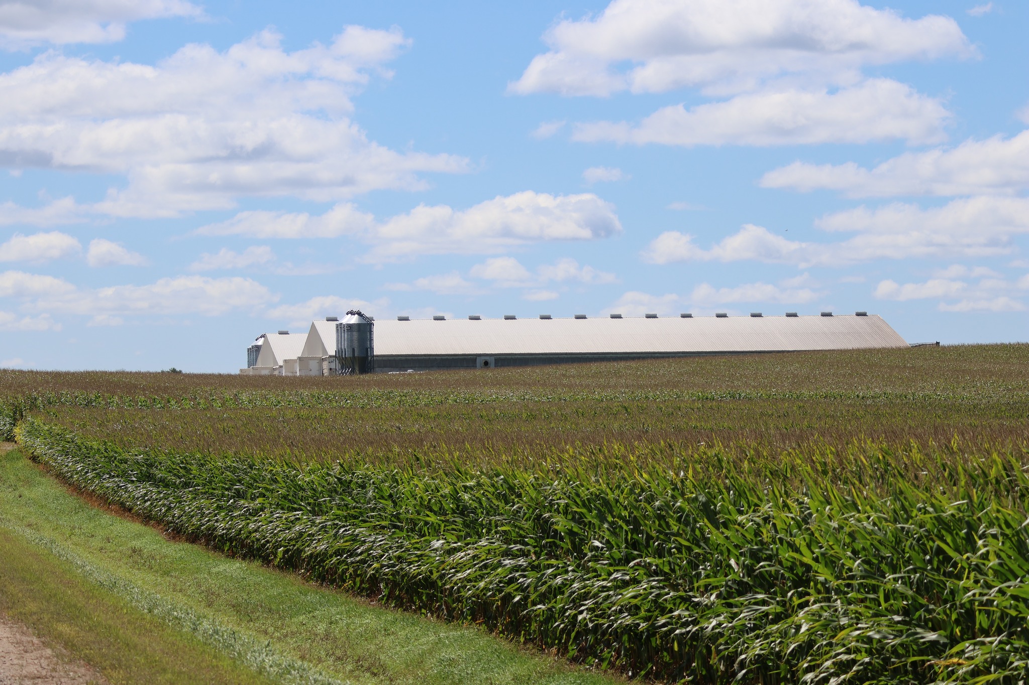 Iowa Select Farms | Iowa Falls IA