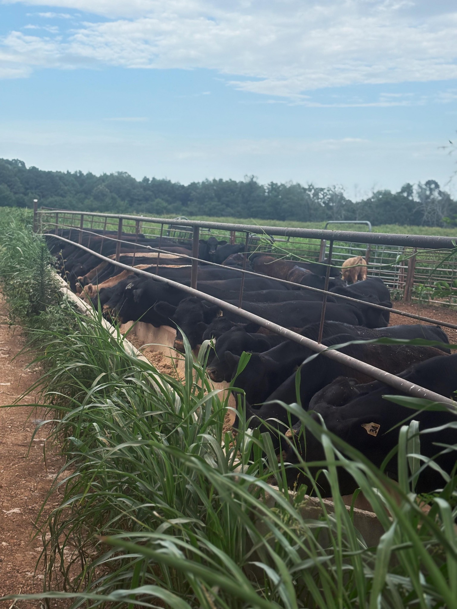 Tharp Feed, Inc