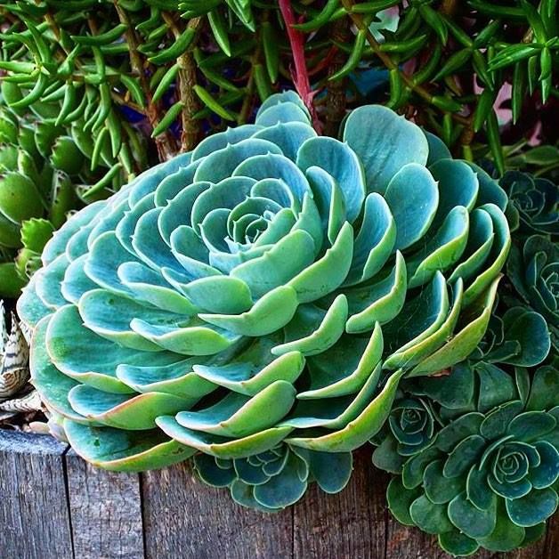Everything - How to Grow Giant Big Succulents Faster 😍👇 | Facebook