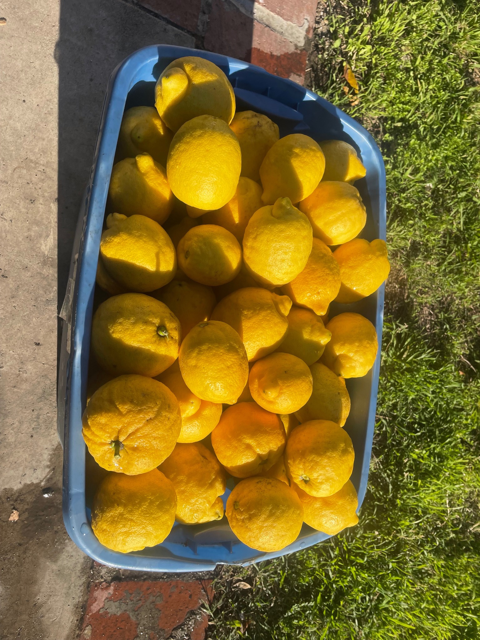 Select zip codes! 2 pounds of lemons for $0.69 🍋 🔗 in comments