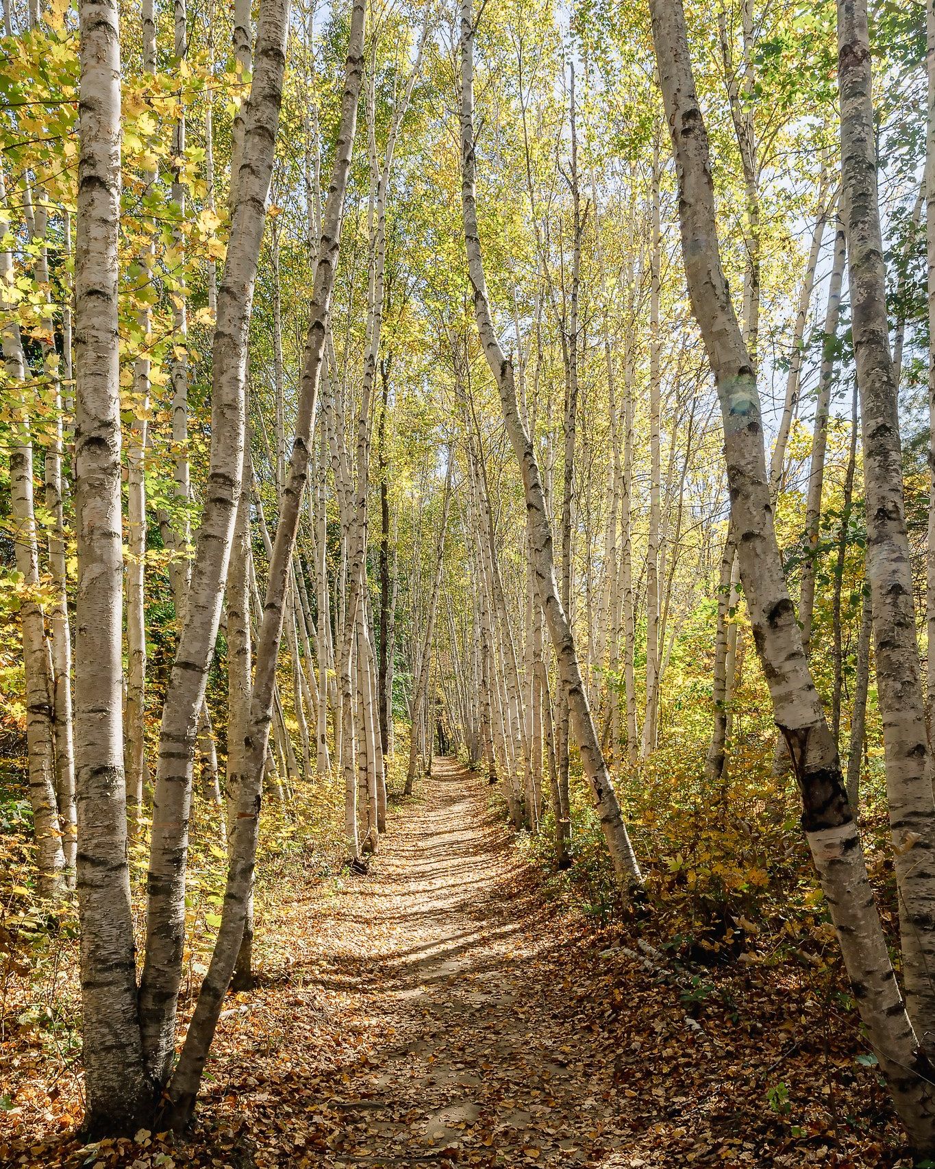 photographers-of-new-england-finally-made-it-out-to-the-birch-path