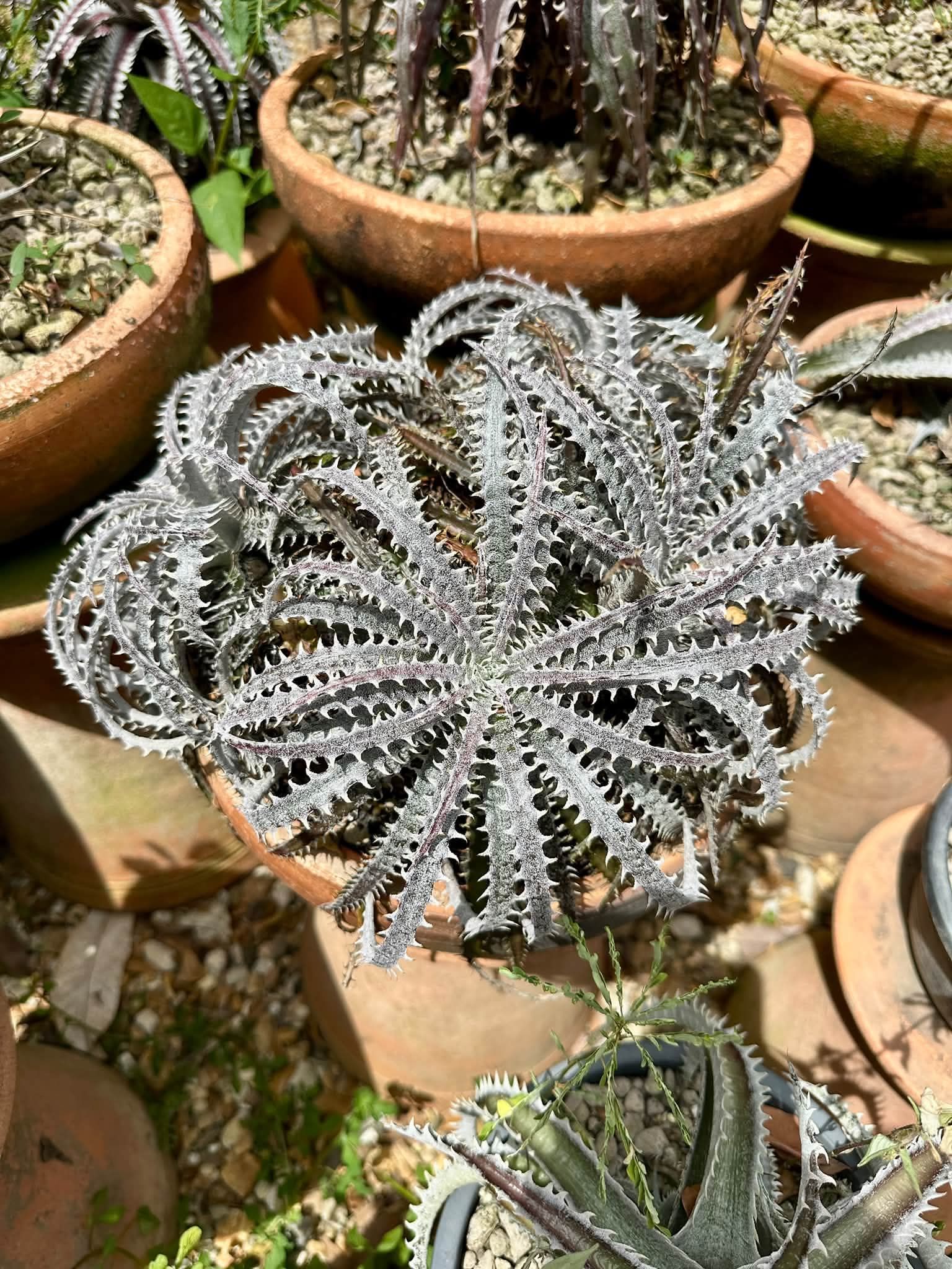 Dyckia fosteriana x fosteriana
