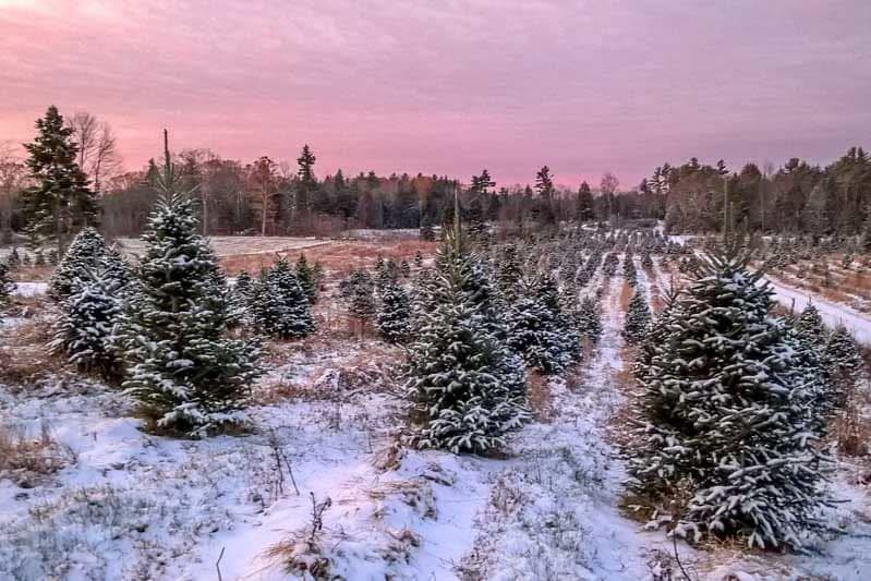 Staples Christmas Tree Farm | Windham ME