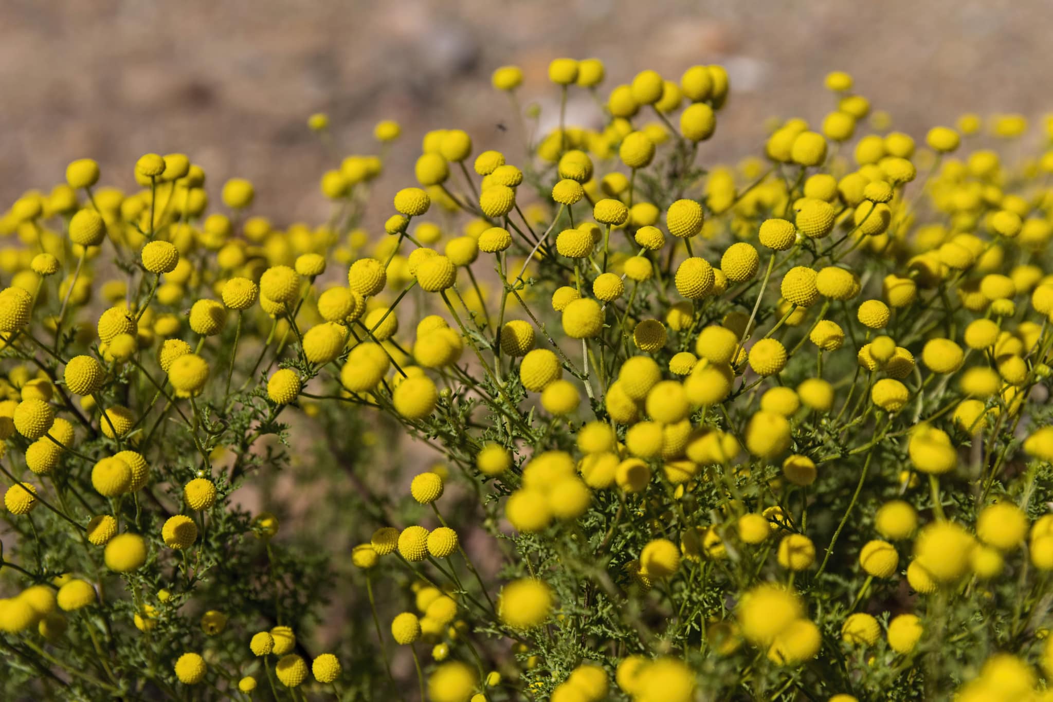 What plant caused urticarial rash in Eswatini's Pine Valley?