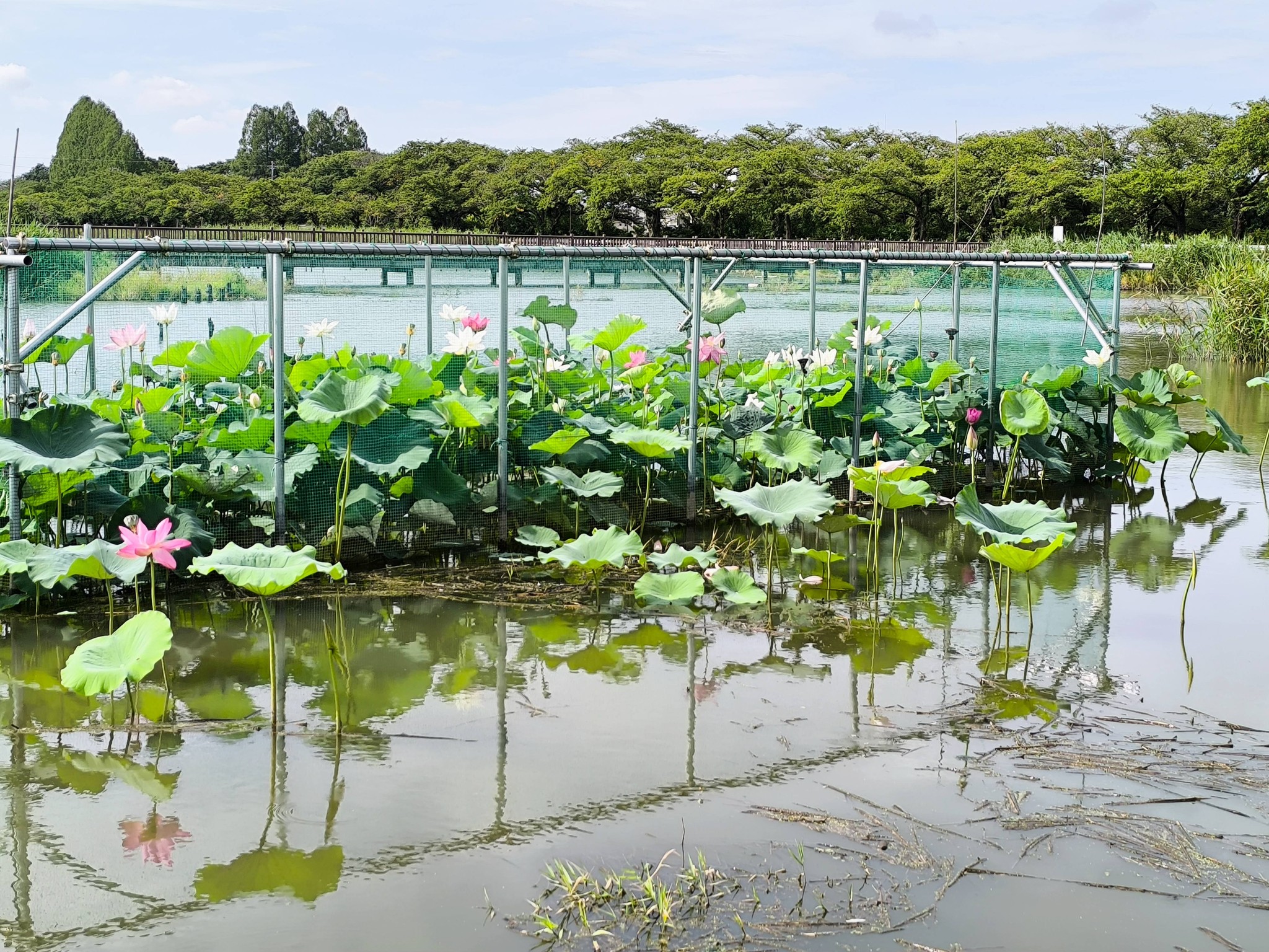 伊佐沼の、蓮の様子を観てきました。 貴重な、古代蓮が美しく咲いてい