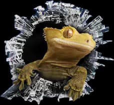 K-BAM Exotic Pet Store Rockhill Sc