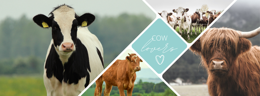 We Cow Lovers | Facebook