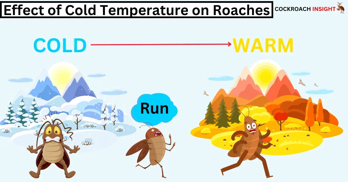 How Cold Temperatures Affect... - Cockroach Insight