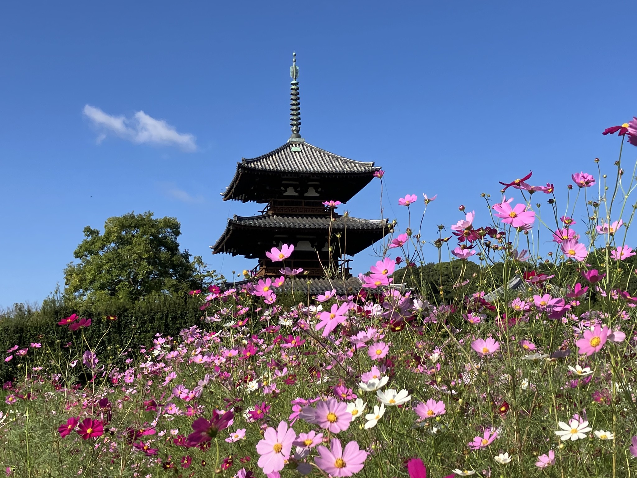 お花っていいね倶楽部 | コスモスばかり注目されて、ザクロを取り忘れていませんか | Facebook