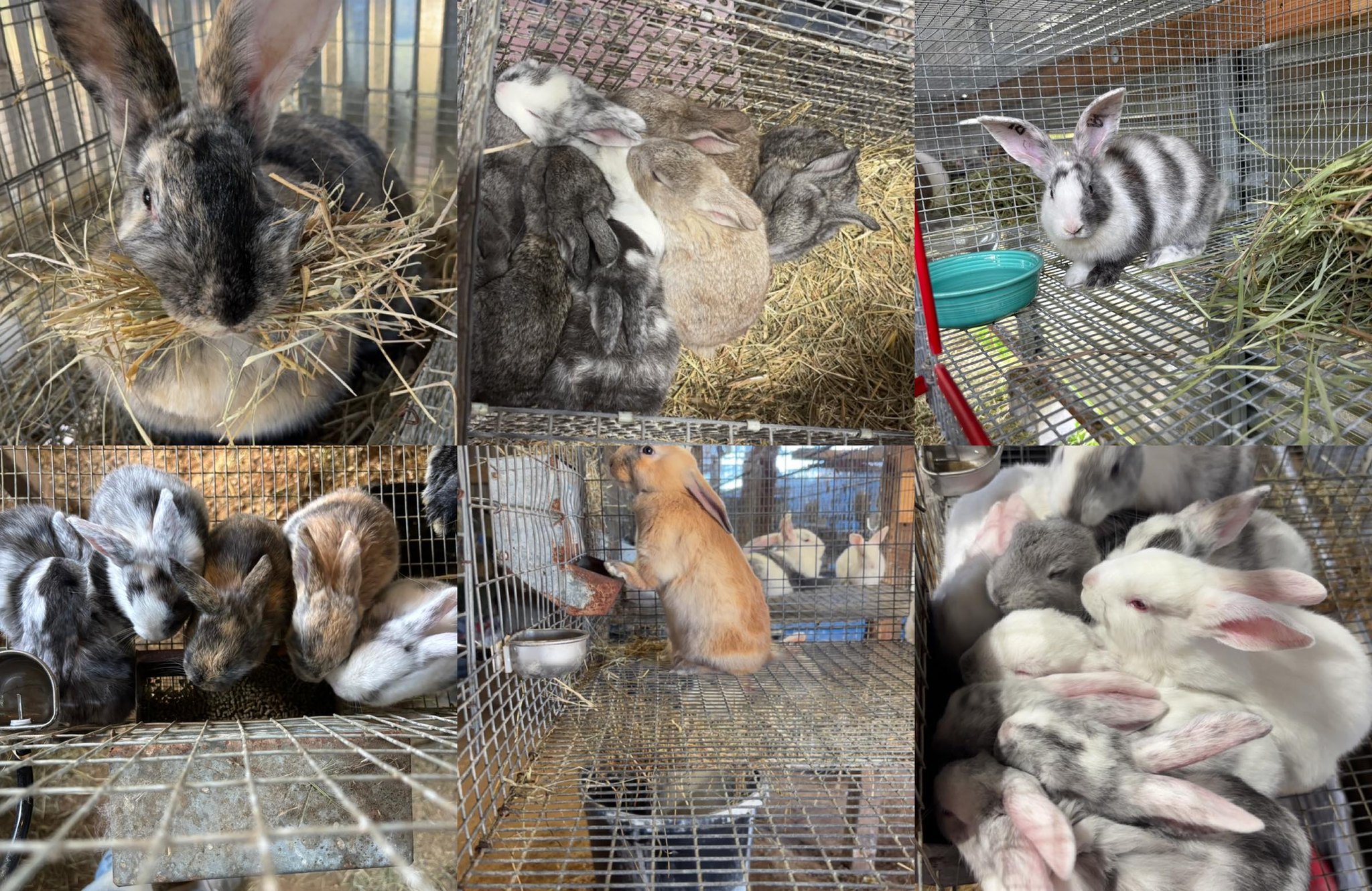 Parks Homestead/Meat Rabbits | Magnolia TX