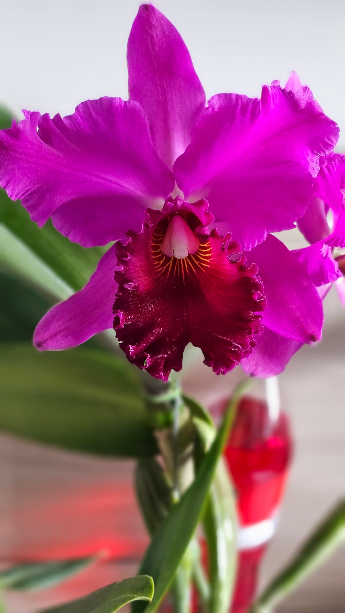 Cattleya Hybrid - 01/09/2019 Rlc Hawaiian Satisfaction x Rlc