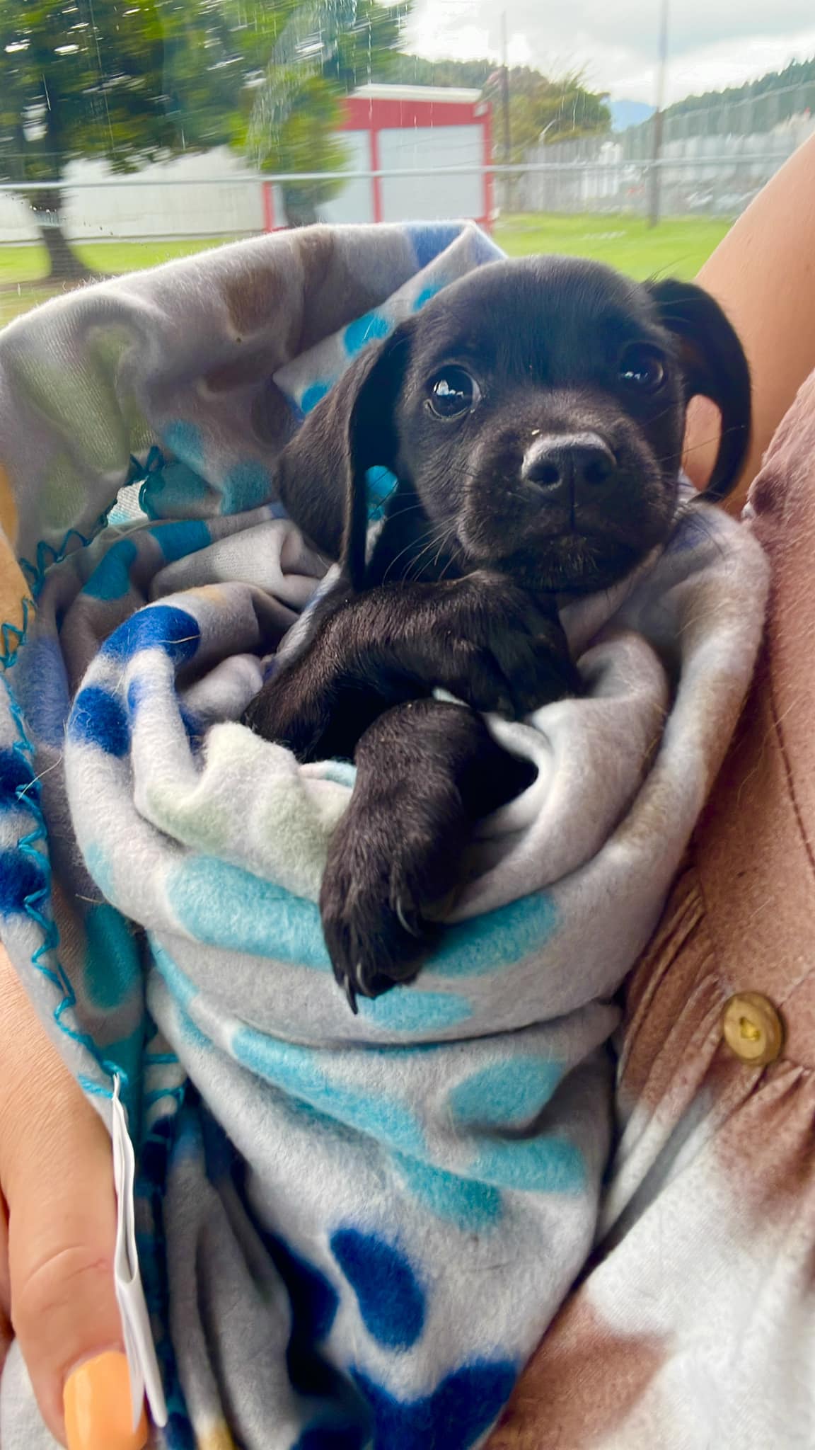 🏆 Winner is PEPPER🏆 🌸 Name Suggestions 🌸 💌 Please Share  