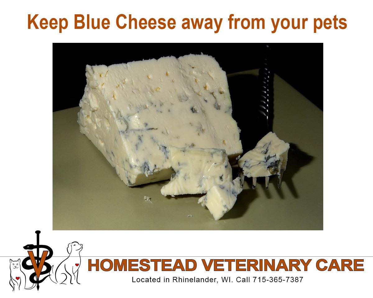 Blue cheese is toxic to dogs