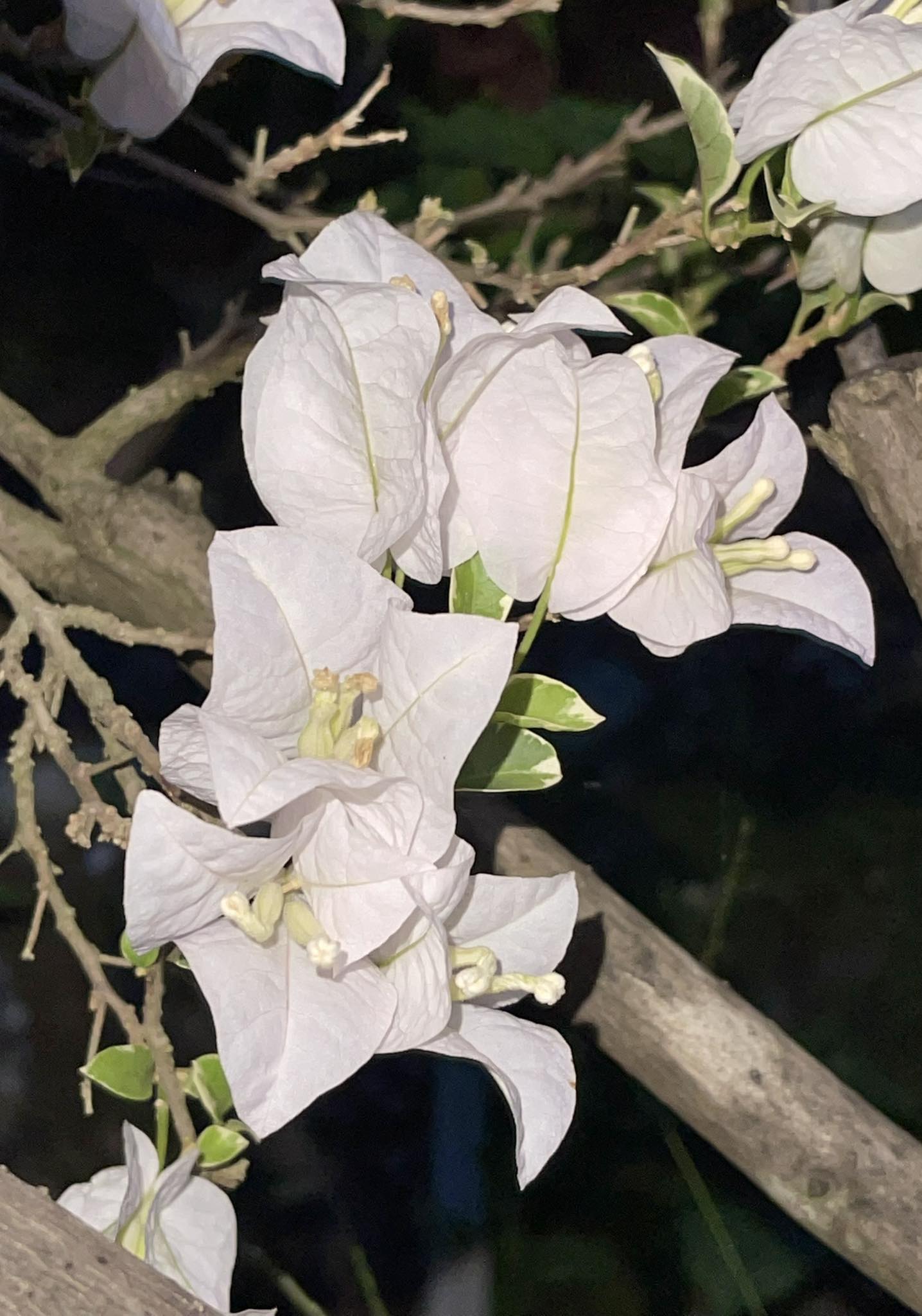 Blossoms of the White Night day ✨