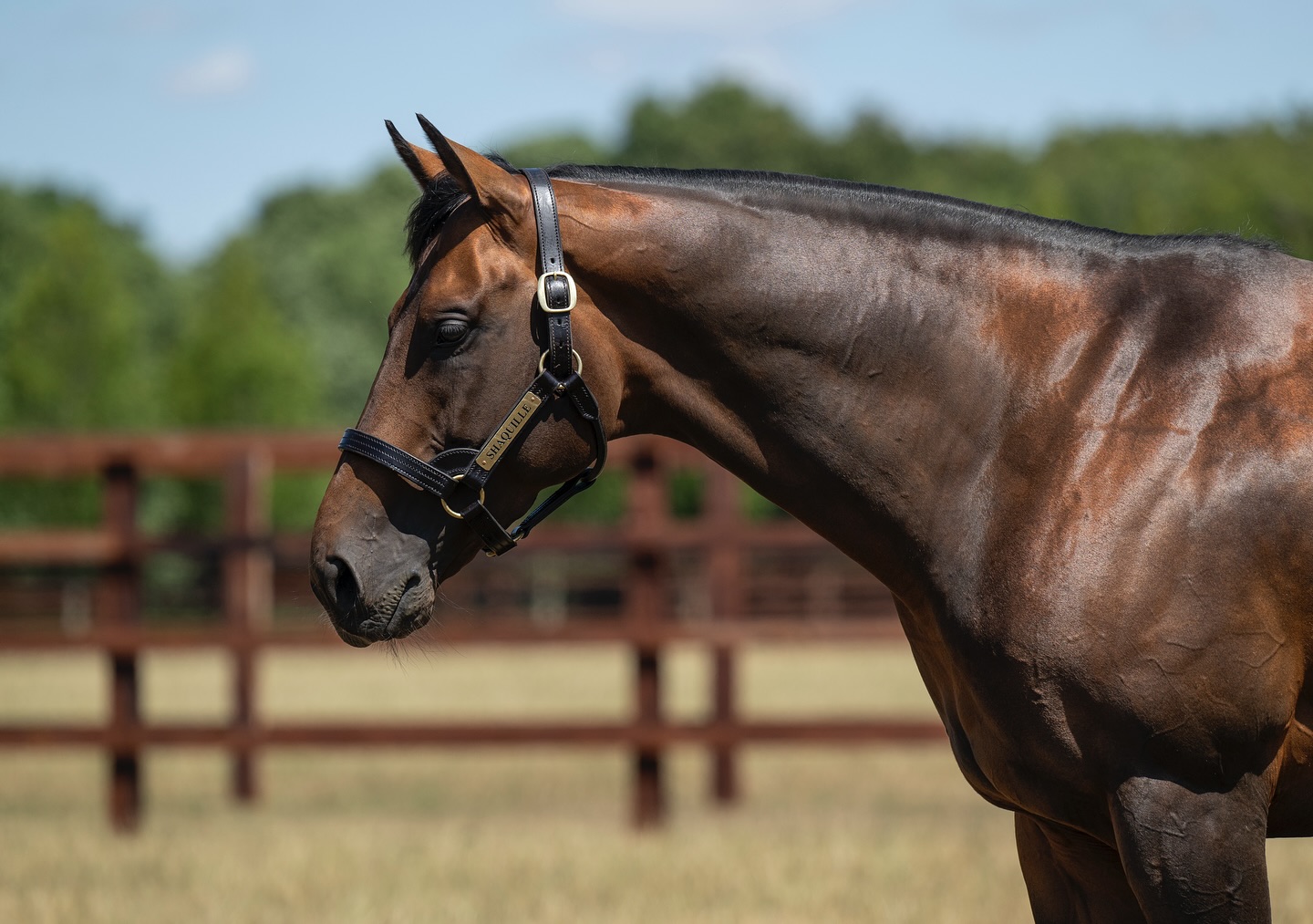 Ace Stud - ♠️ Dual Gr.1 winner #Shaquille embarks on his... | Facebook