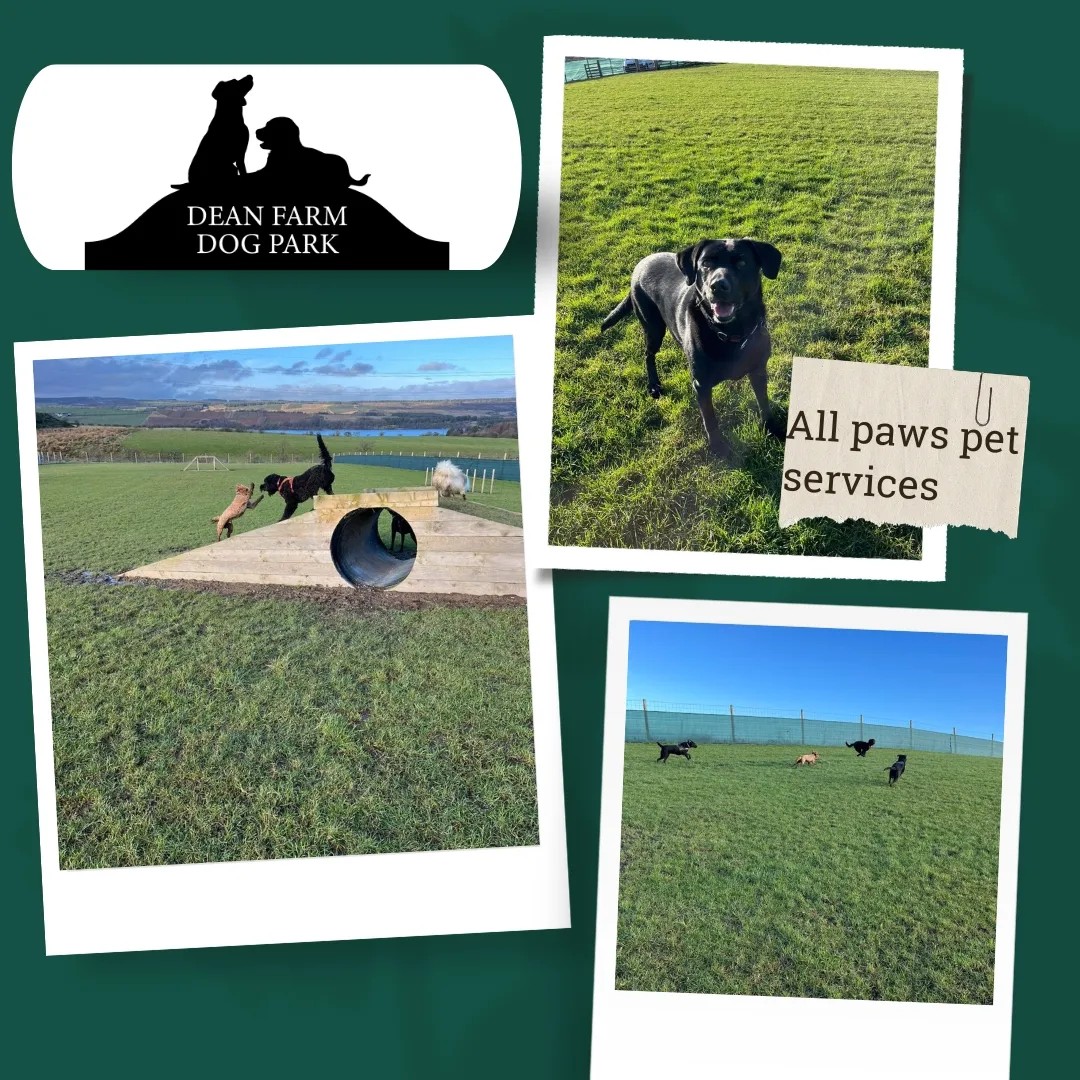 Some recent field fun with... - Dean Farm Dog Park