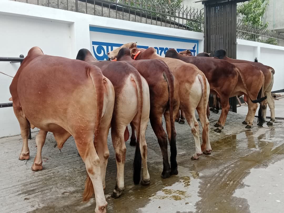 আবরার এগ্রো ফার্ম | Savar