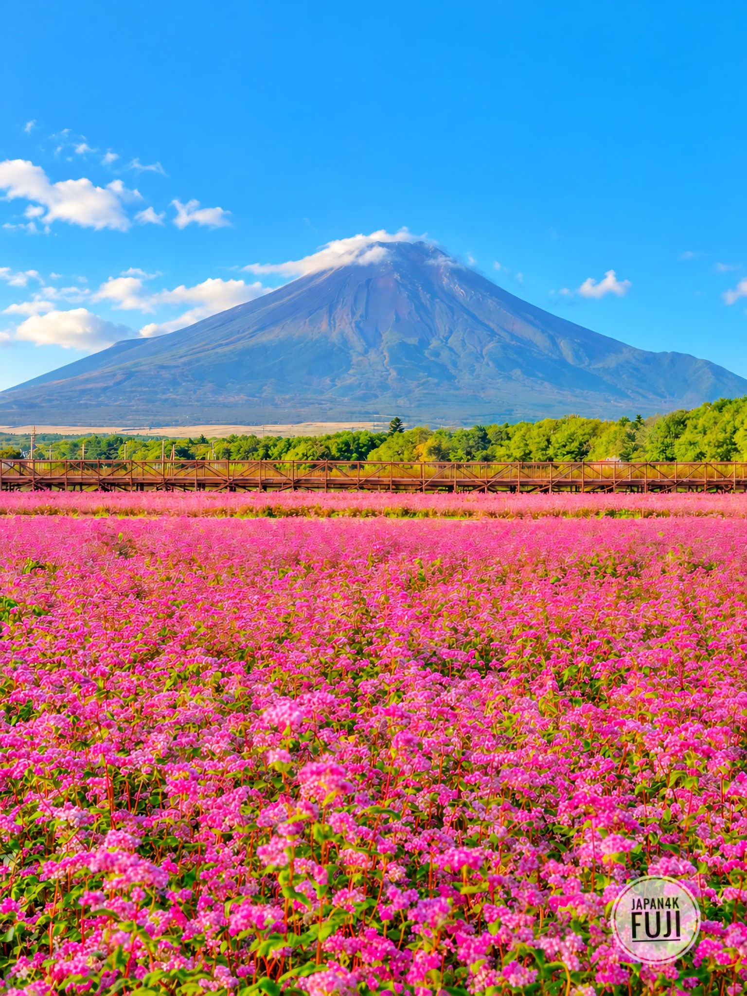 おはよう富士山!☺ 朝日に染まる富士山と静かな町 Good morning Mt
