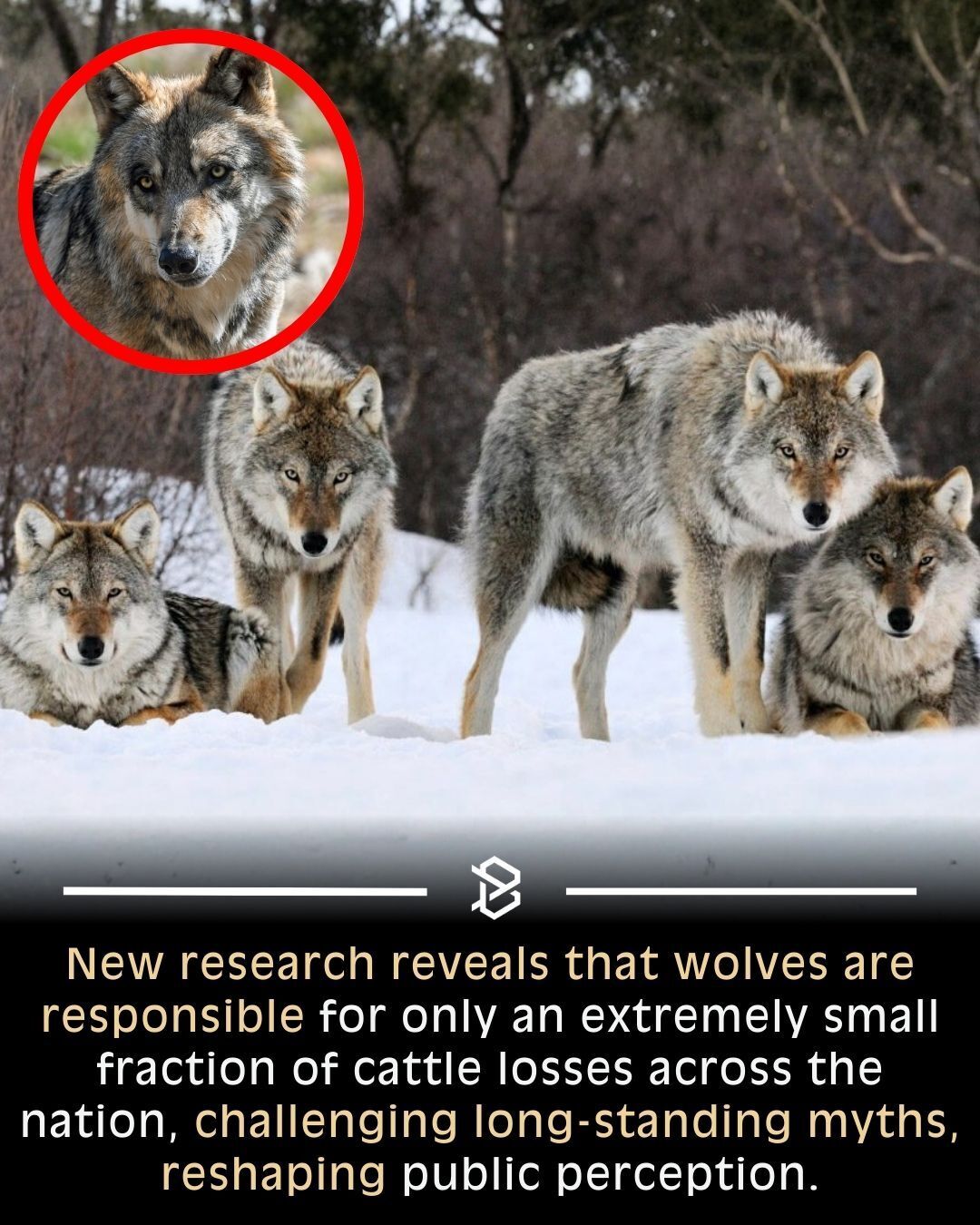 For years, wolves have carried the... - Buzztatler - Animals | Facebook