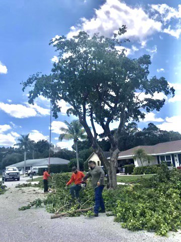 Professional Tree Trimmers LLC | West Palm Beach FL