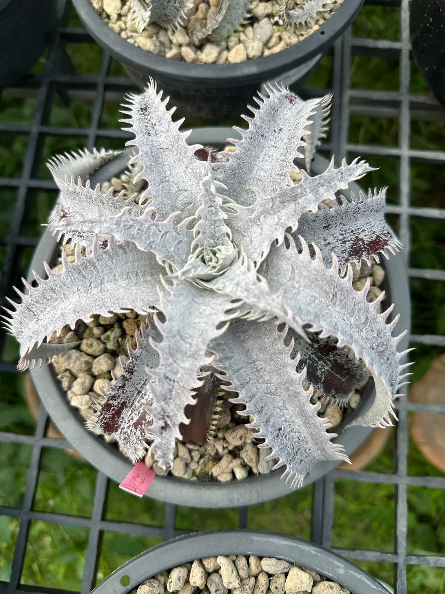 Neoregelia SNAKE CHARMER