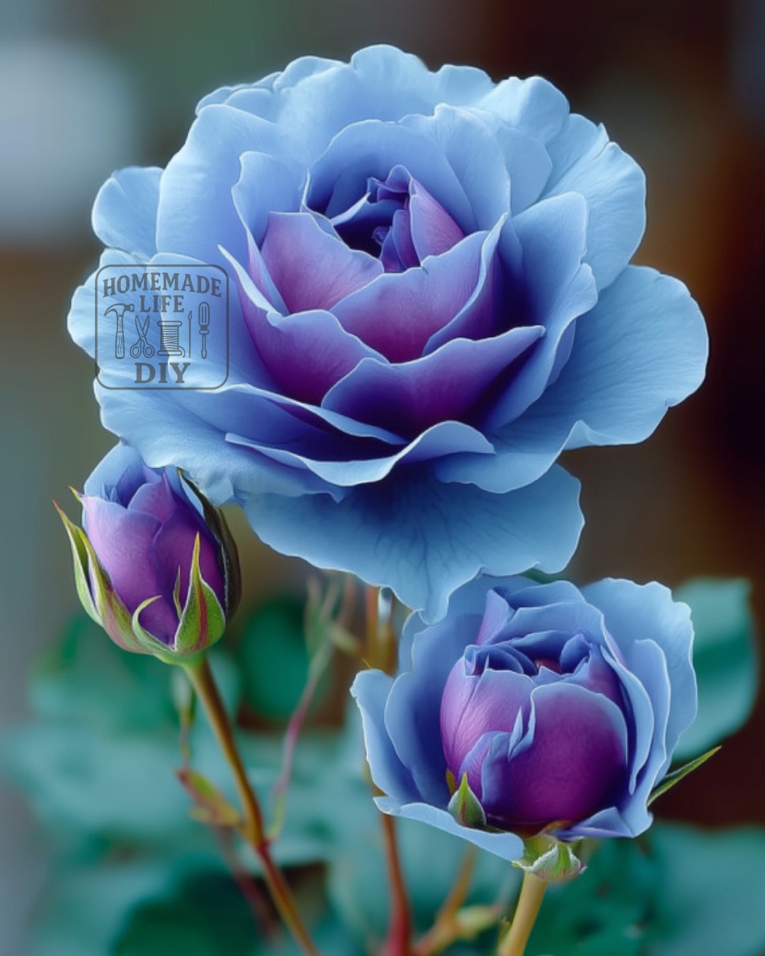 patiently waiting for this blue rose king