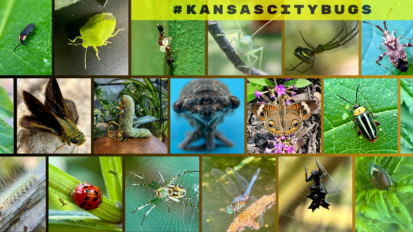 Kansas City Bugs