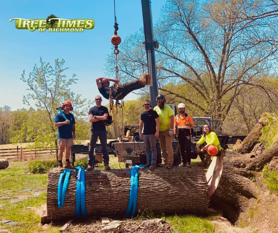 Tree - We’re proud to serve Richmond with professional tree care rooted ...