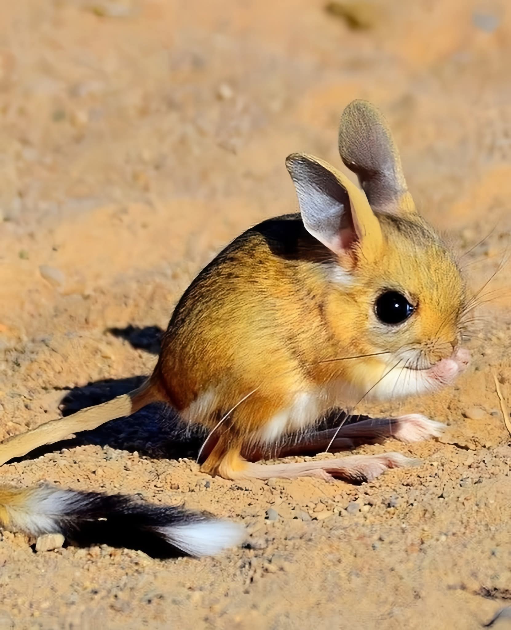 Straight out of a fantasy desert—the mighty Jerboa hops into