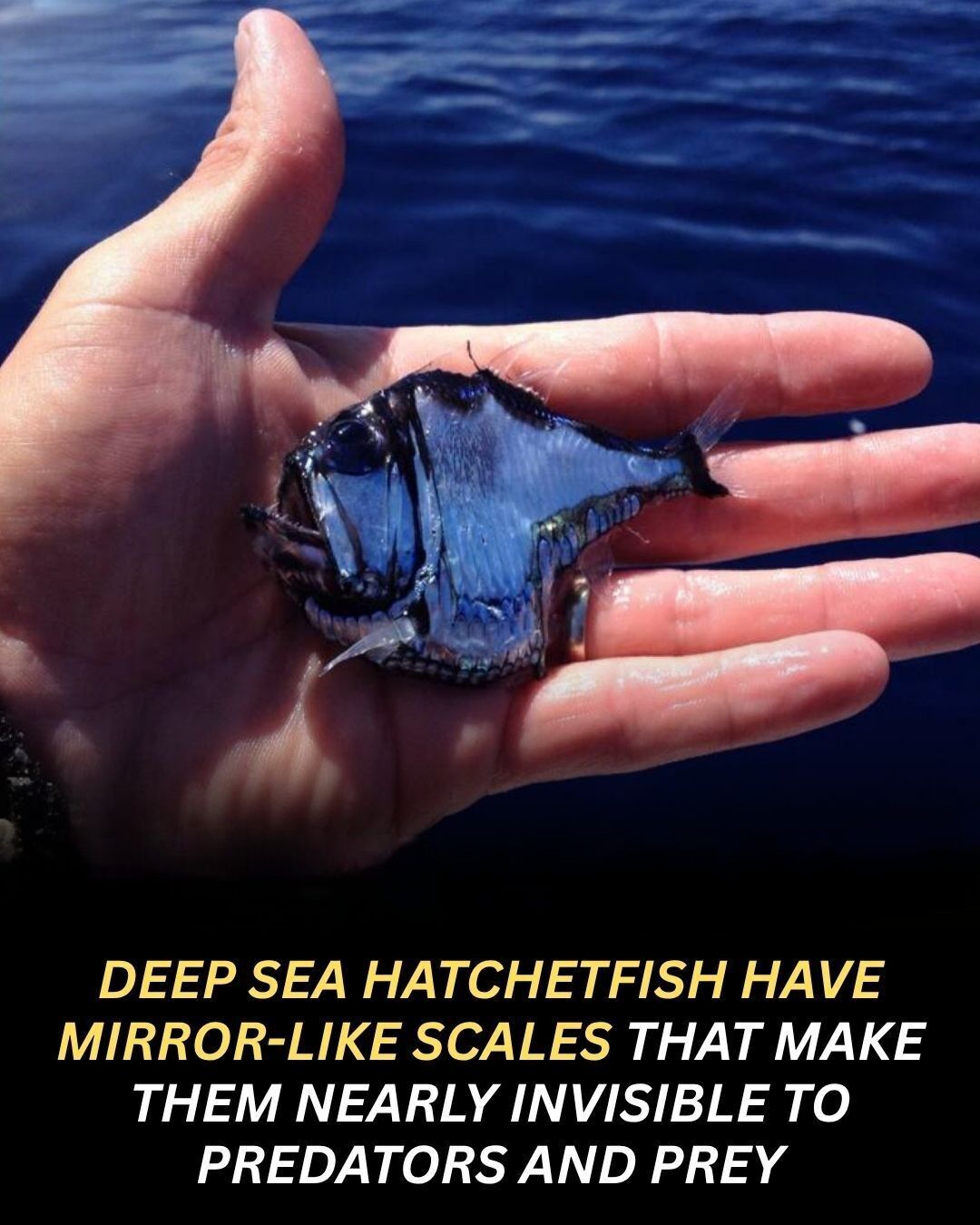 Animal - In the pitch-black depths of the ocean, the deep-sea ...