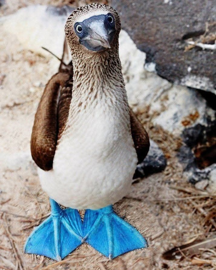Reino - 🦩💙 Piquero de patas azules: El elegante baile que conquista ...