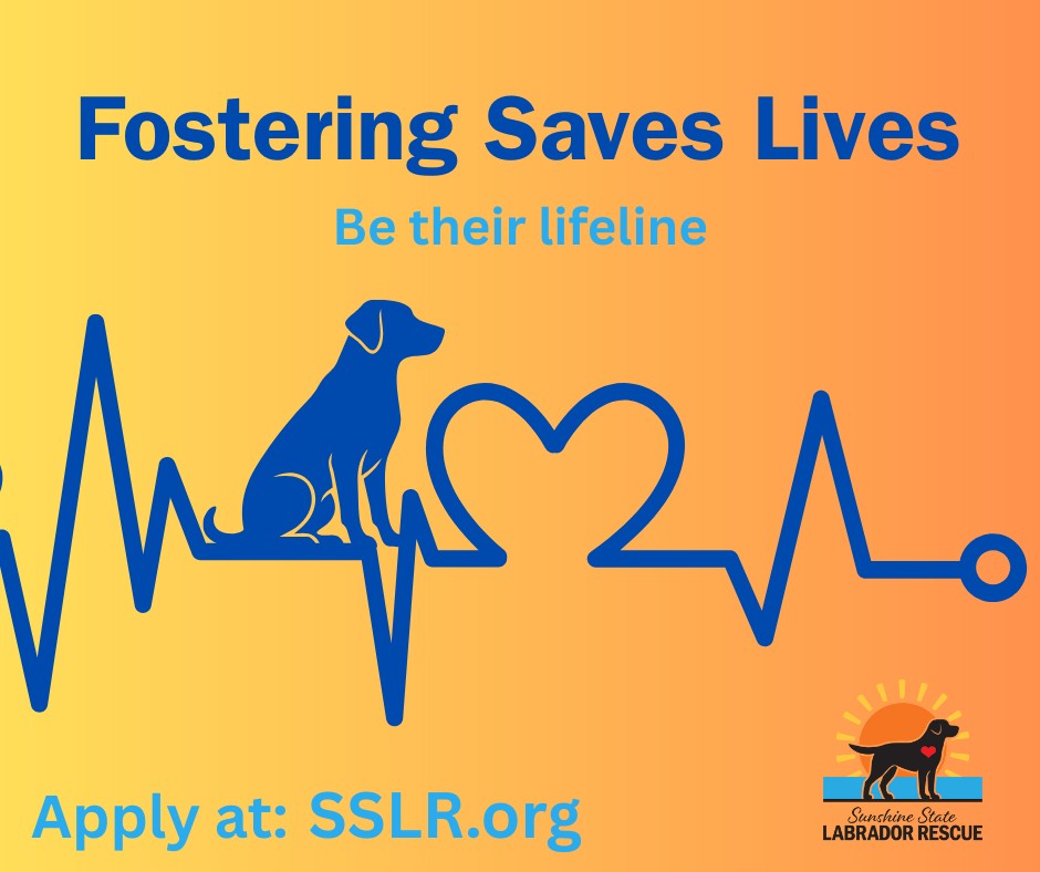 Sunshine - 🐾 Fosters Save Lives When a Labrador leaves a crowded ...
