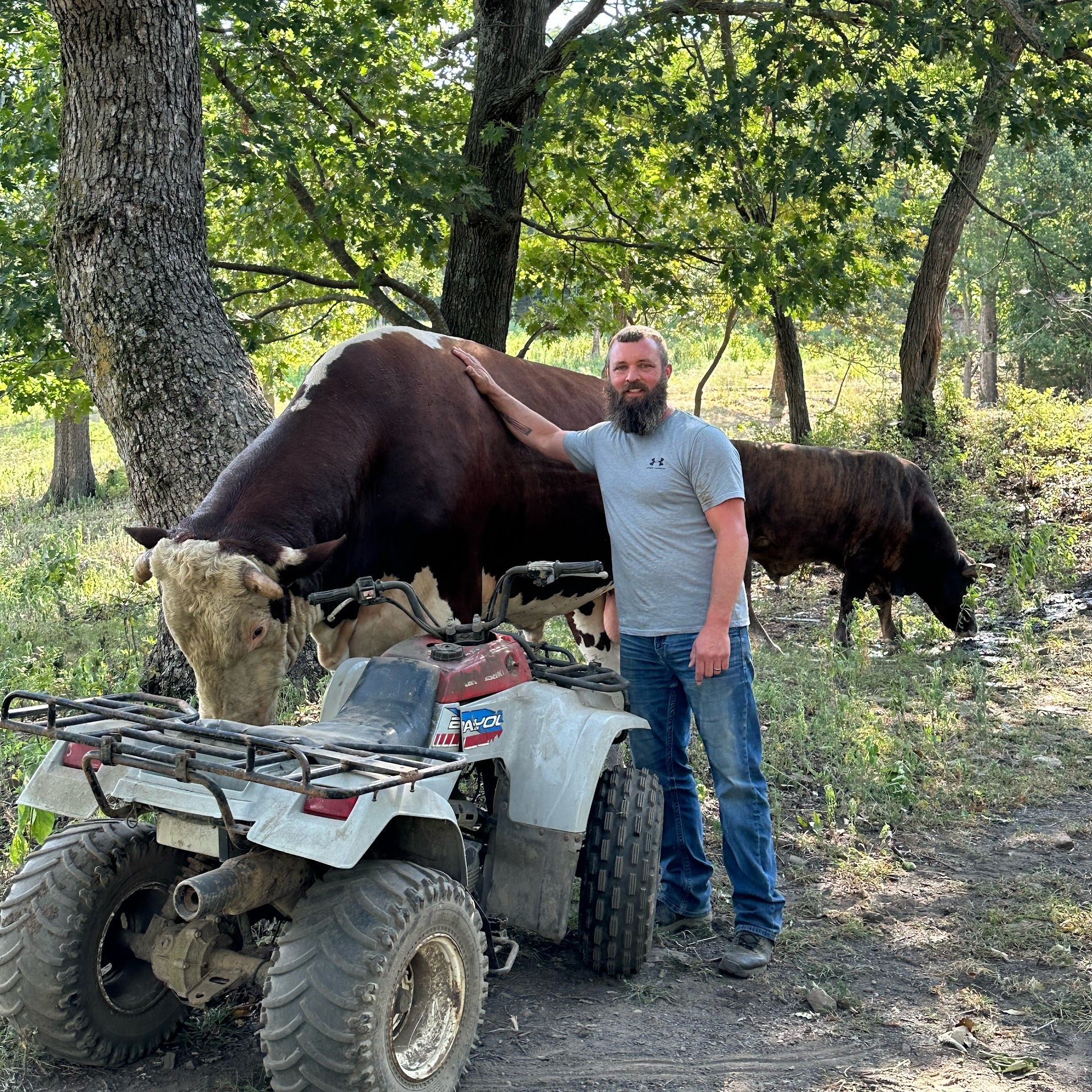 Rufus and Roxanne! True love #rufusthebull #cow #bull | The Bull Fans ...